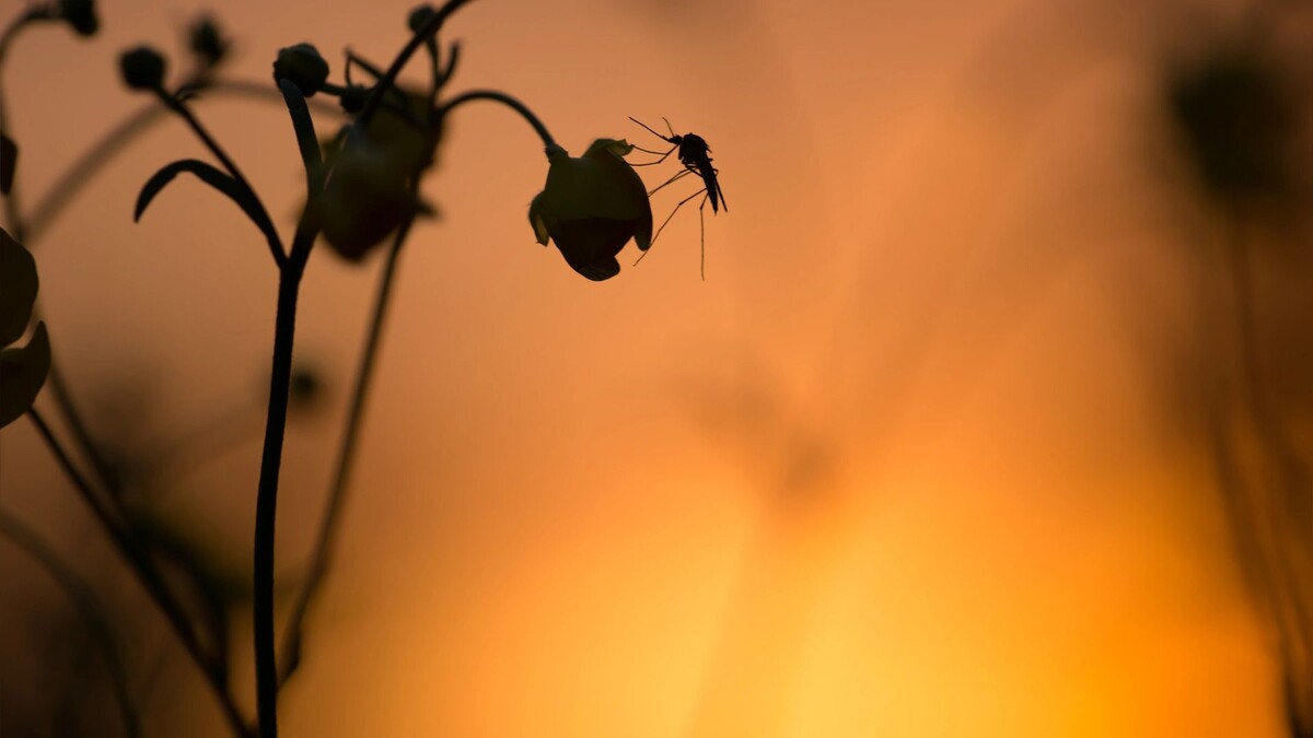    Фото: Henrik Larsson/Shutterstock/Fotodom