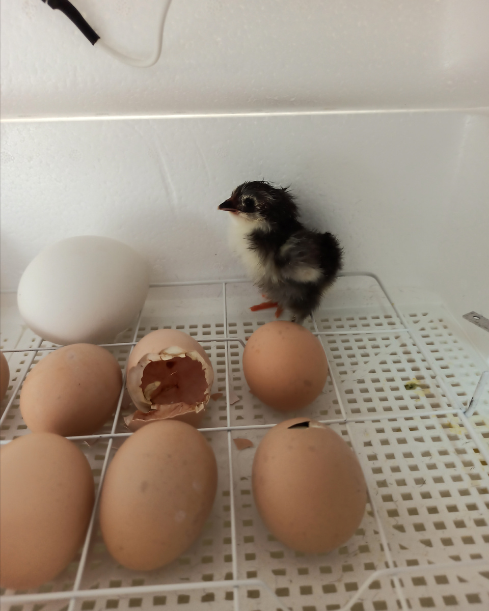 Все цыплятки у нас получились темненькие