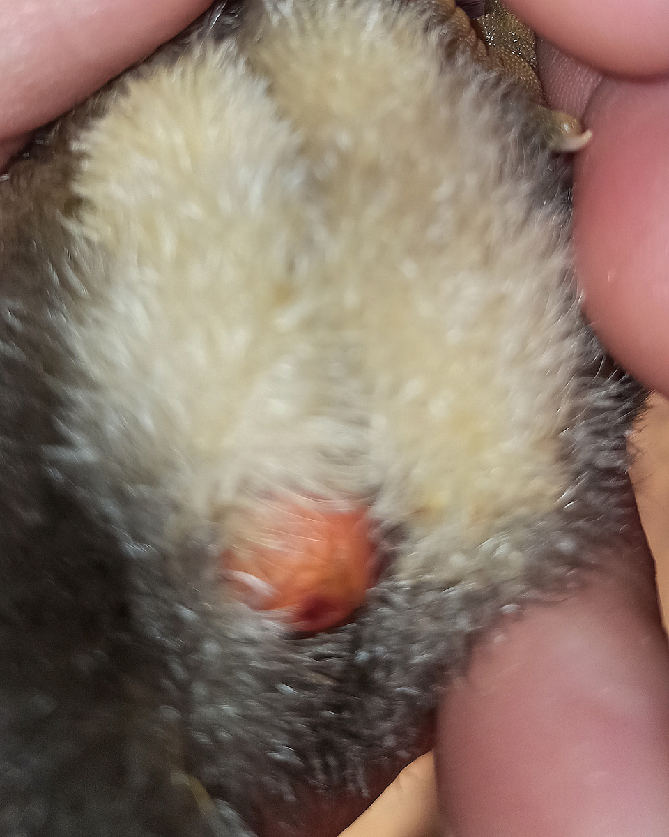 С этим жить можно. На следующий день все уже втянулось и закрылось. То, что выглядело очень плохо, фотографировать не стала, побоялась, что Дзен не пропустит.