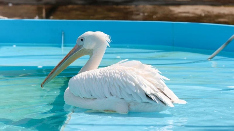     Пеликаны Барнаульский зоопарк