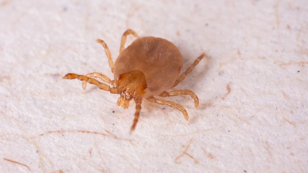    Фото: Tacio Philip Sansonovski/Shutterstock/Fotodom