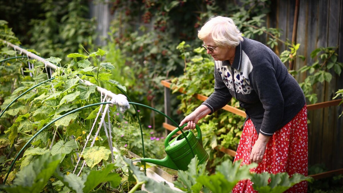 Опасный урожай: как не попасть в травмпункт прямо с дачи