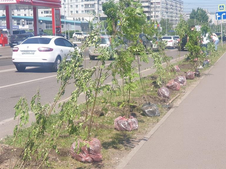     ​​Рябиновая аллея появилась вдоль улицы Ладо Кецховели в Красноярске