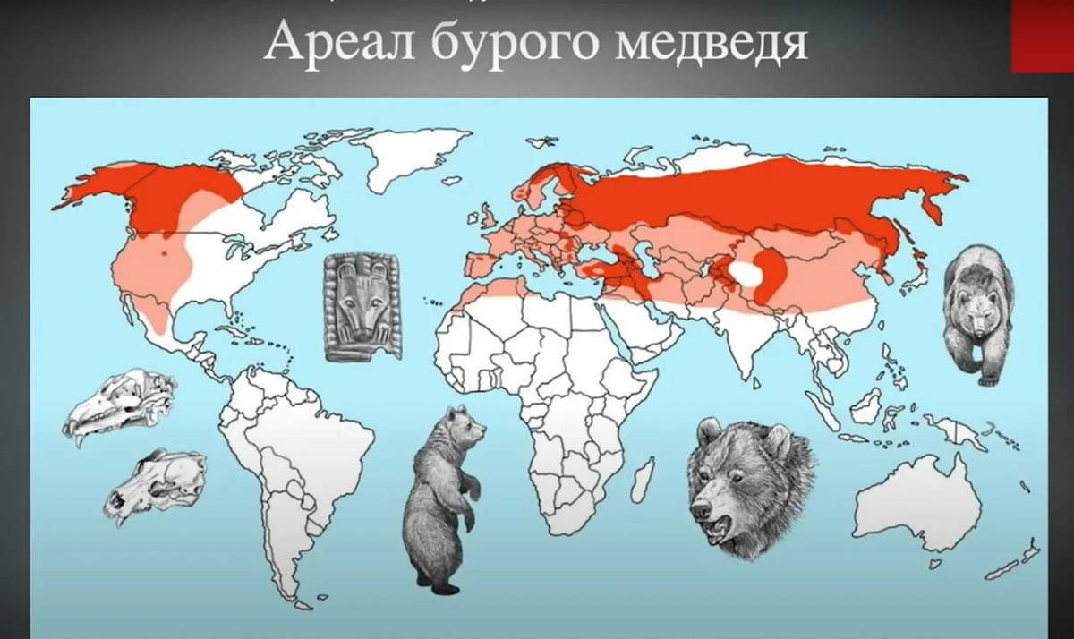 Ареал обитания бурых медведей. https://yandex.ru/images/search?img_url=https%3A%2F%2Fgreenbelarus.info%2Ffiles%2Finline-images%2Fphoto_2023-08-28_12-58-55.jpg&lr=65&pos=0&rpt=simage&source=serp&text=%D0%BE%D1%80%D0%B5%D0%BE%D0%BB%20%D0%BE%D0%B1%D0%B5%D1%82%D0%B0%D0%BD%D0%B8%D1%8F%20%D0%BC%D0%B5%D0%B4%D0%B2%D0%B5%D0%B4%D1%8F