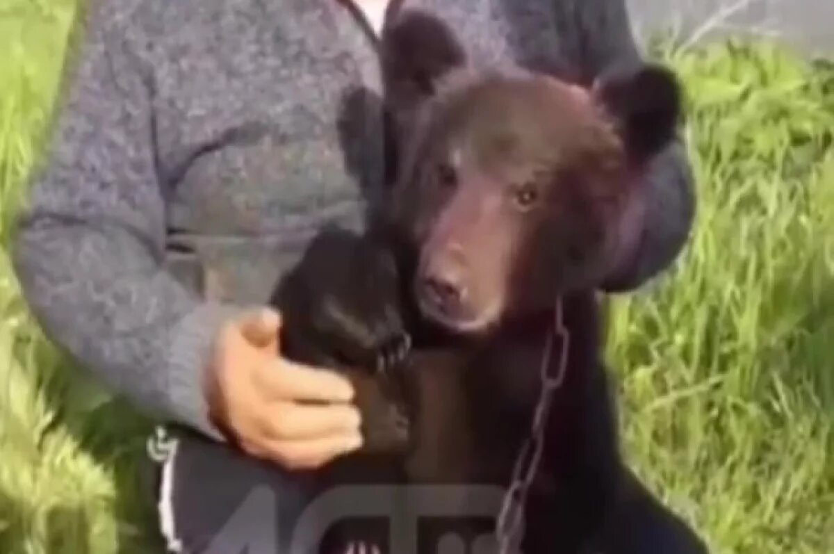    На Сахалине медвежонок вышел к людям — искал мать