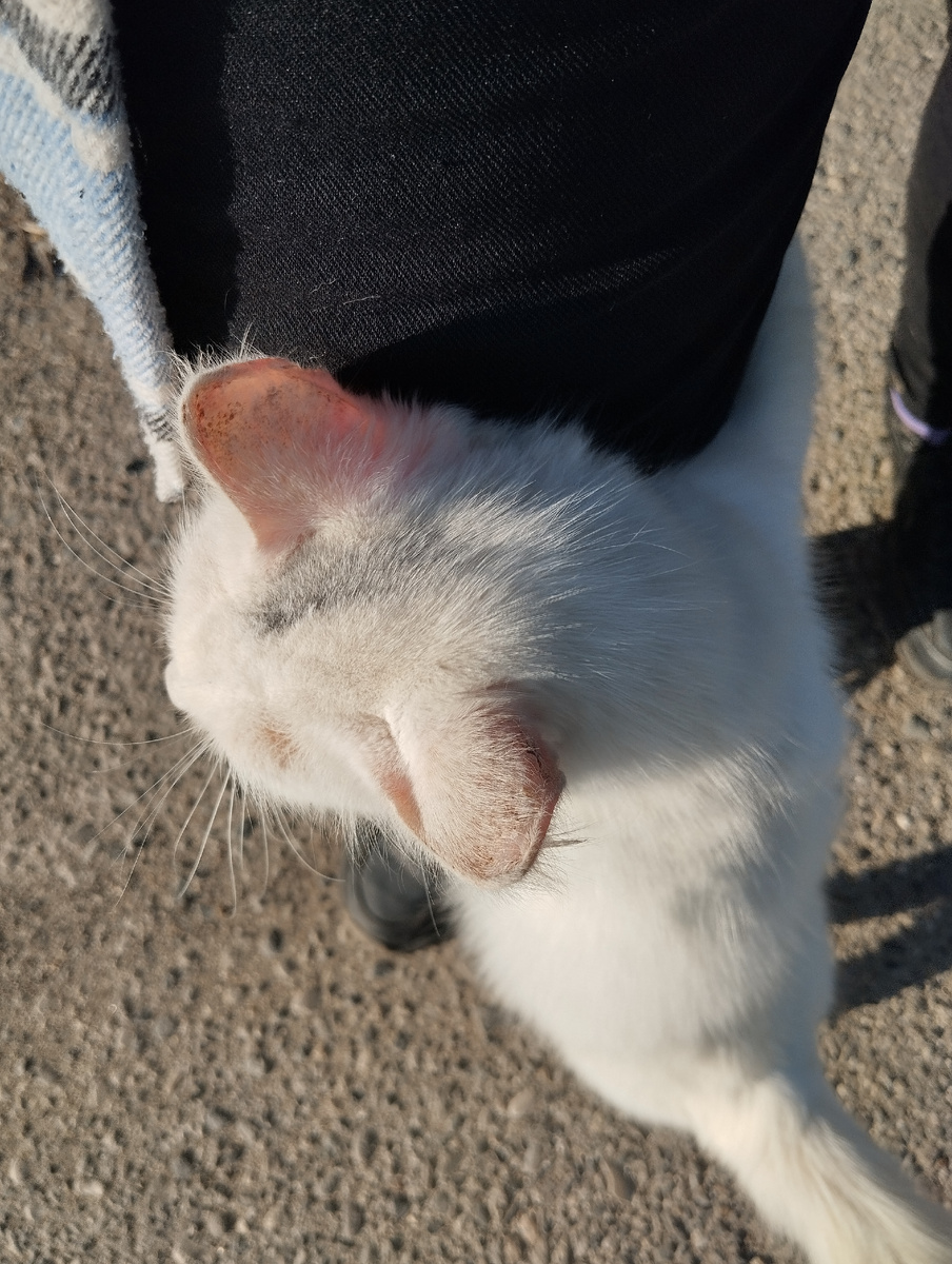 Котик похожий на Кумыса обнимает мою ногу