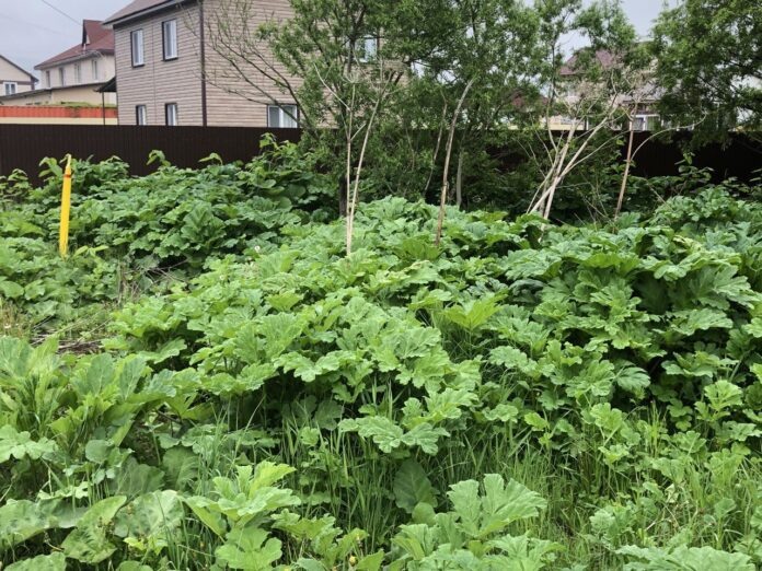 Заросли борщевика Сосновского в Луговом по ул. Юбилейная