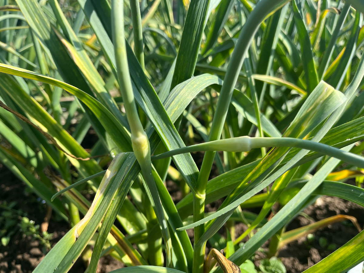 Стрелки у чеснока