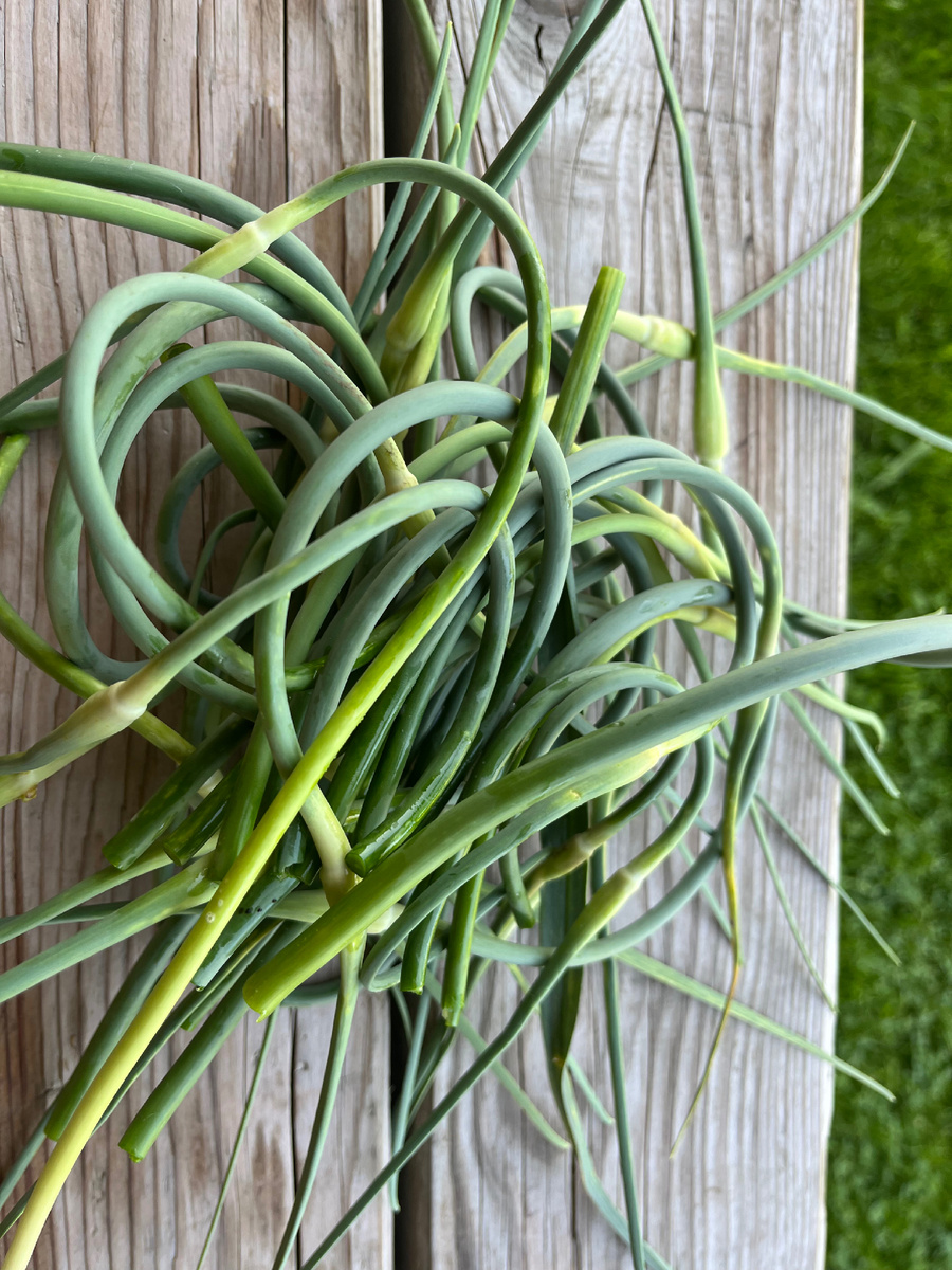 Стрелки от чеснока