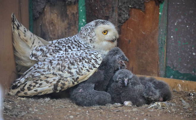    © Пресс-служба Ленинградского зоопарка