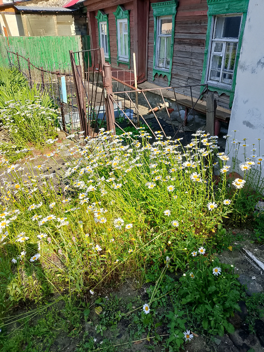 Ромашки у старого деревянного дома