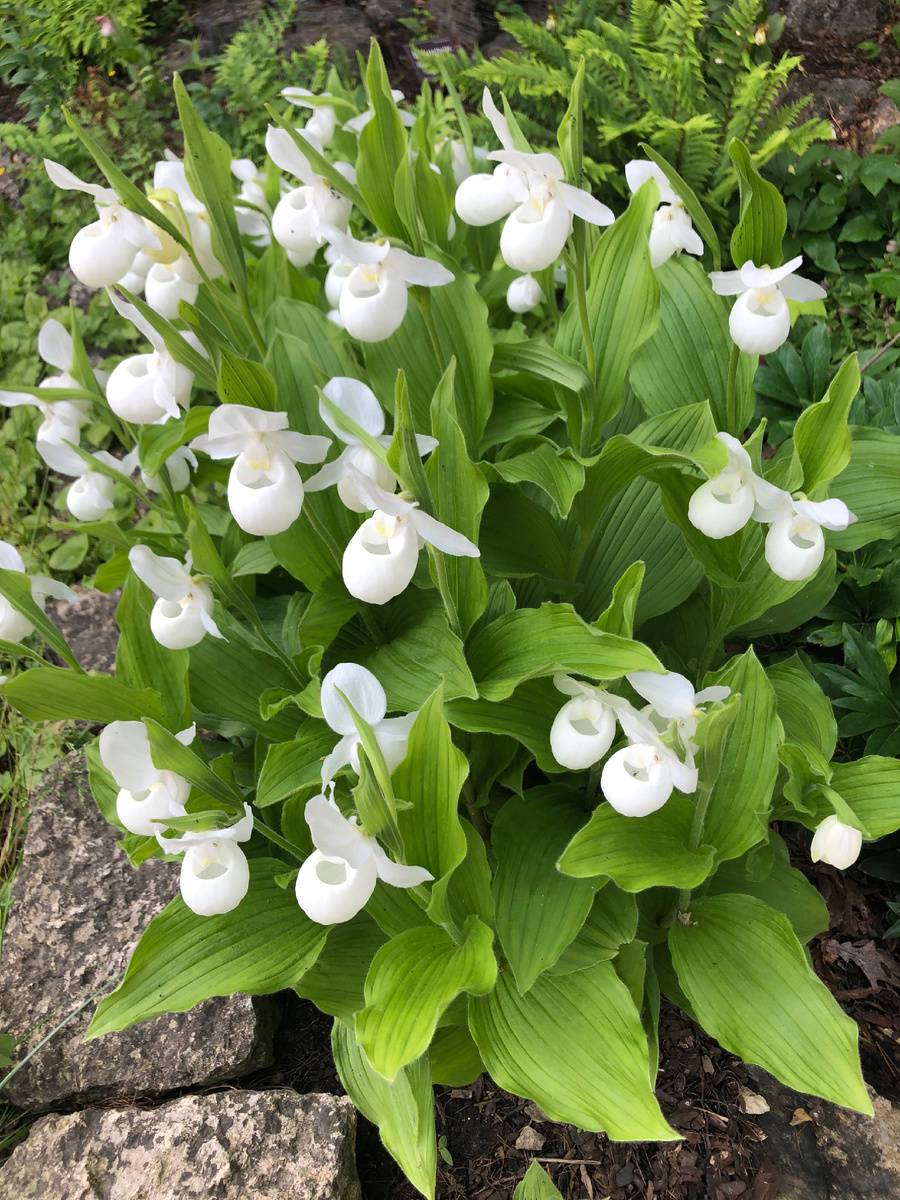 Белые башмачки