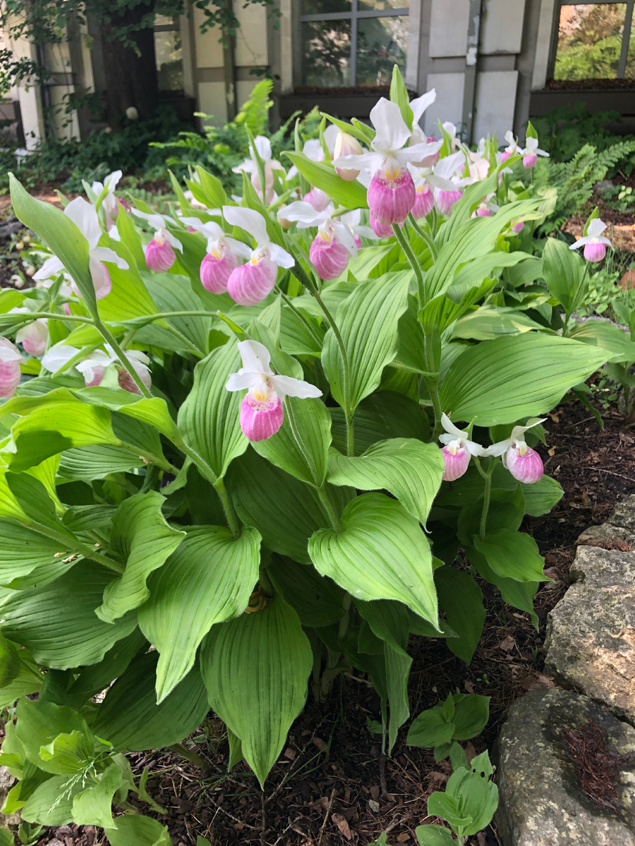 Розовые башмачки