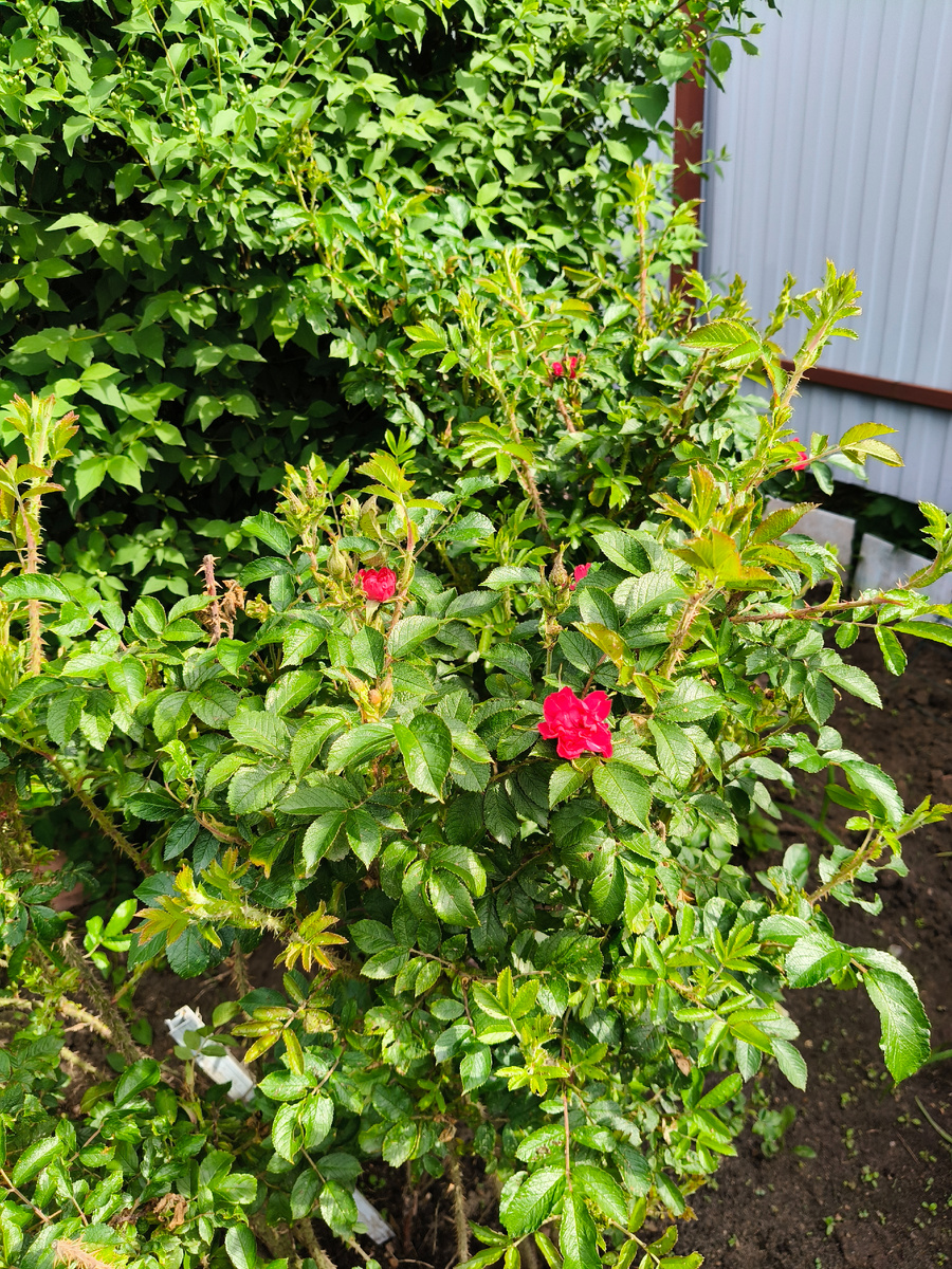 Зацветает наш неопознанный. Высота куста в последние годы доходит до полутора метров. Я даже стала думать, а не может ли это быть плетистой розой. 