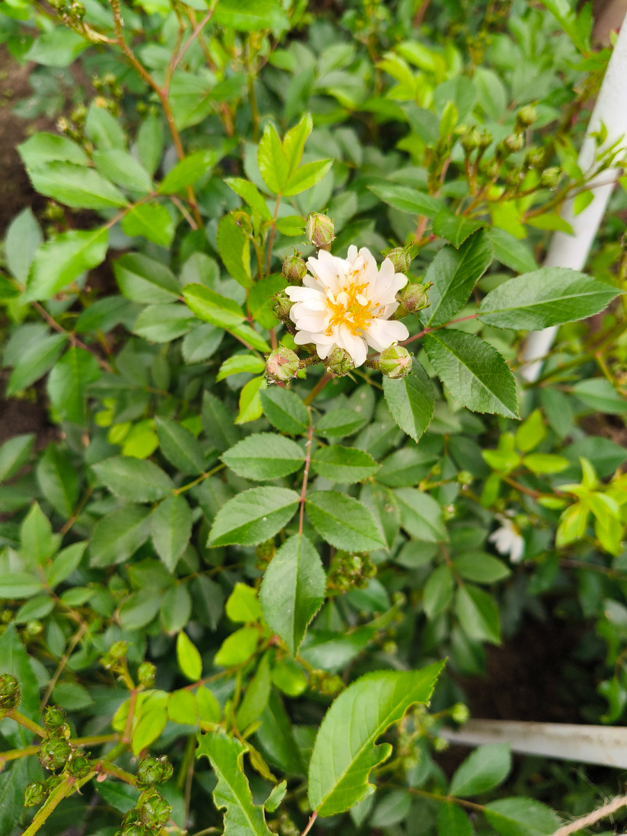 Мускусный гибрид Guirlande d'Amour. Первый цветок только распускается, а уже необыкновенный аромат. 