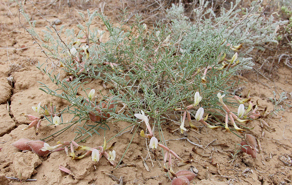    Астрагал Иванова (Astragal usivanovii Knjaz., Laktionov, Akhmedenova)  А.П. Лактионов, С.Г. Ахмеденова/Астраханскй государственный университет