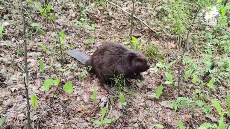    В Бузулукском бору на видео попал бродячий бобёр Оренбуржье