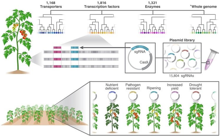    Для успеха технологии редактирования генов ученые преодолели важное препятствие