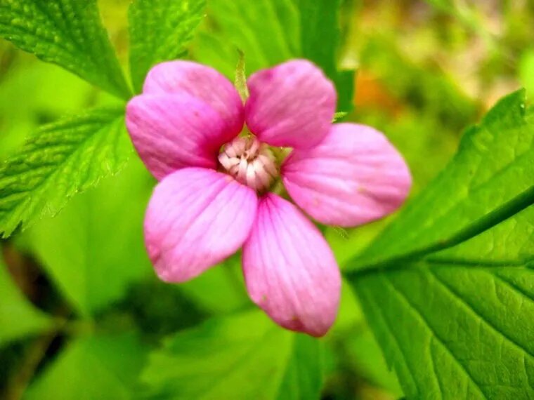 Княженика зацвела на две недели раньше срока. Фото: пресс-служба нацпарка «Таганай»