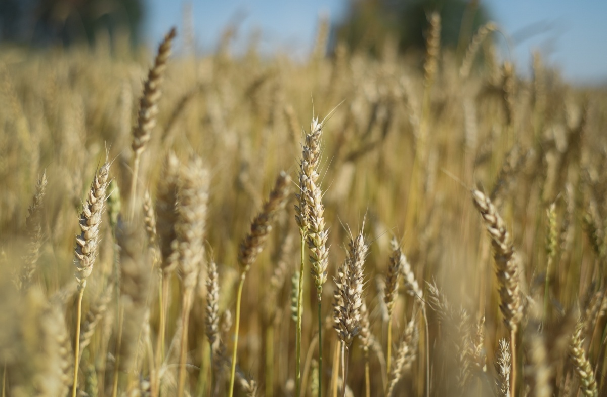    Пшеница. Фото: Дарья Ильина © REX