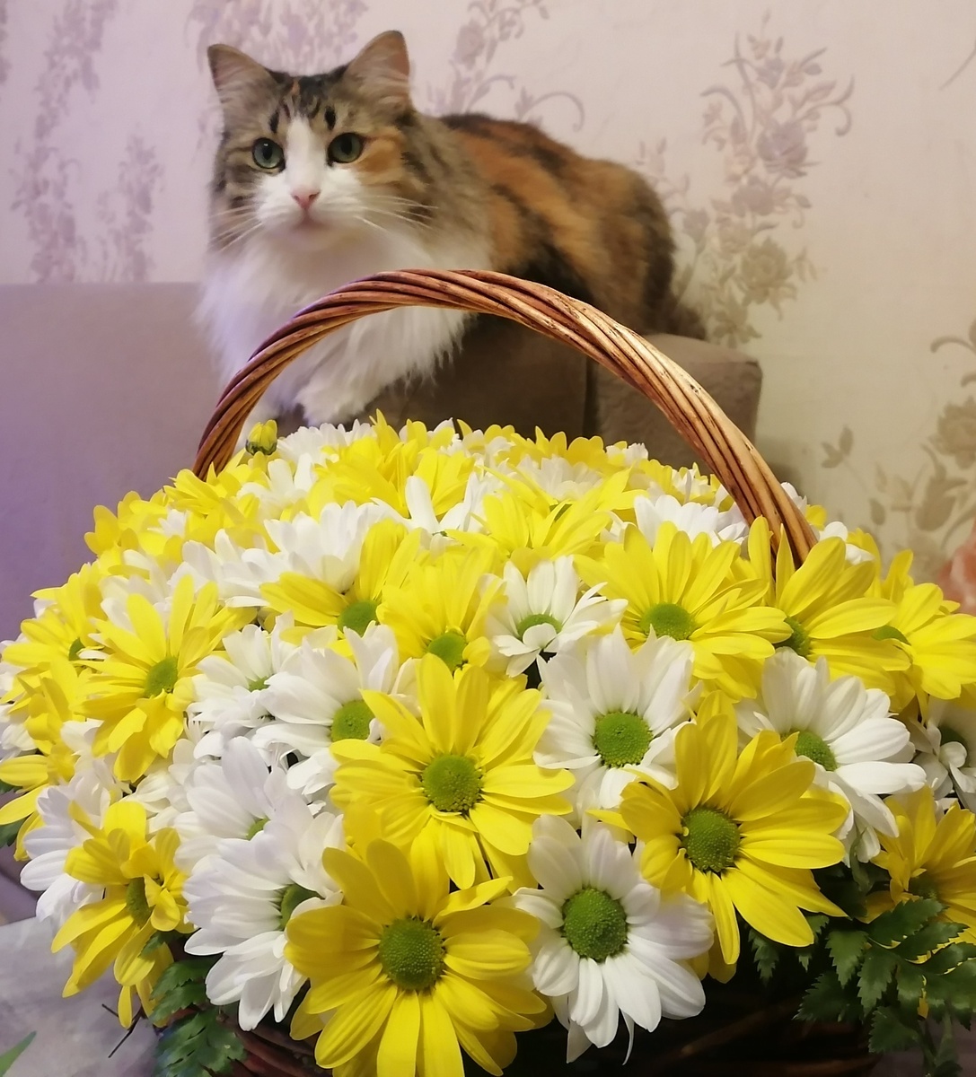 Знакомтесь, Серафима - одна из тех нахалок, которые скоро выгонят меня из собственной квартиры.