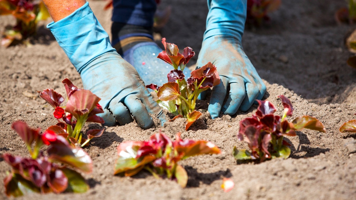    Сургут украсят 400 тысяч цветов