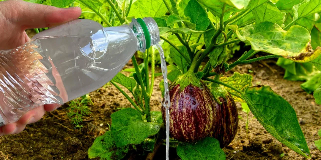 Нитрофоска для баклажанов: Основы большого урожая и здоровья растений