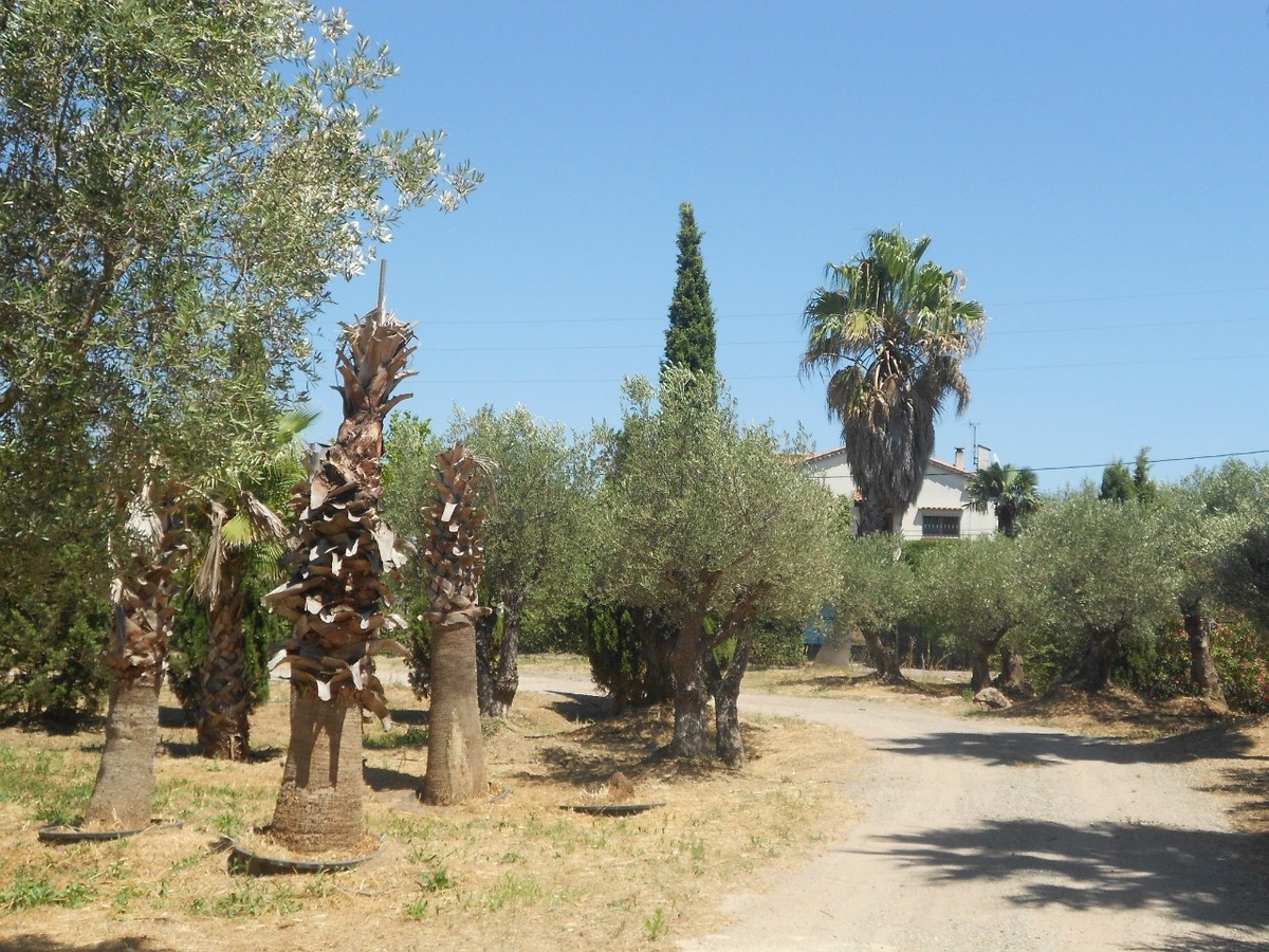 Знойный полдень близ Фрежюса