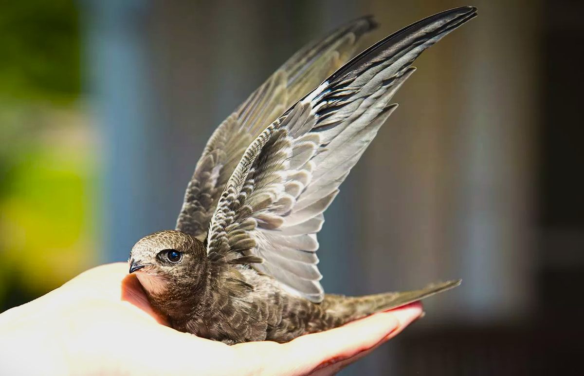Специалист по птицам отметил отсутствие массового падения стрижей в текущем сезоне, но предупредил о возможном случайном попадании их в жилые помещения через окна.