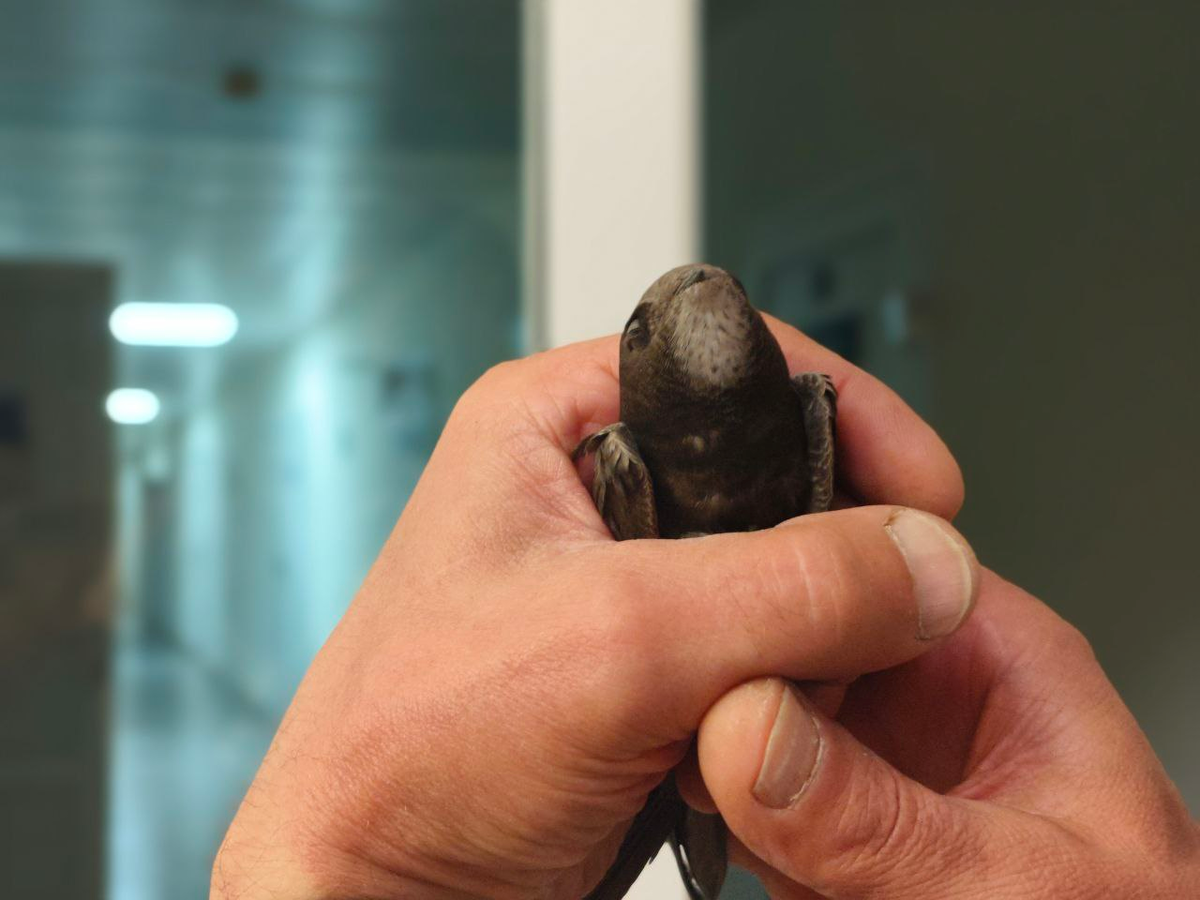 Наш спасенный бедолага.