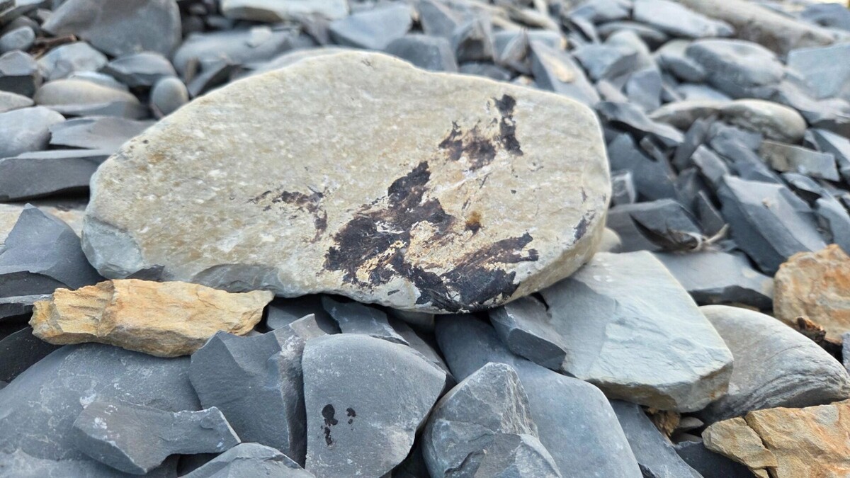     Автор: KubanPress