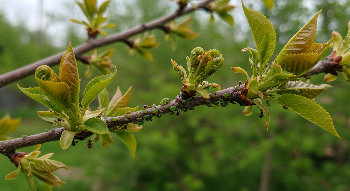 Первый магнит для тли - это черёмуха