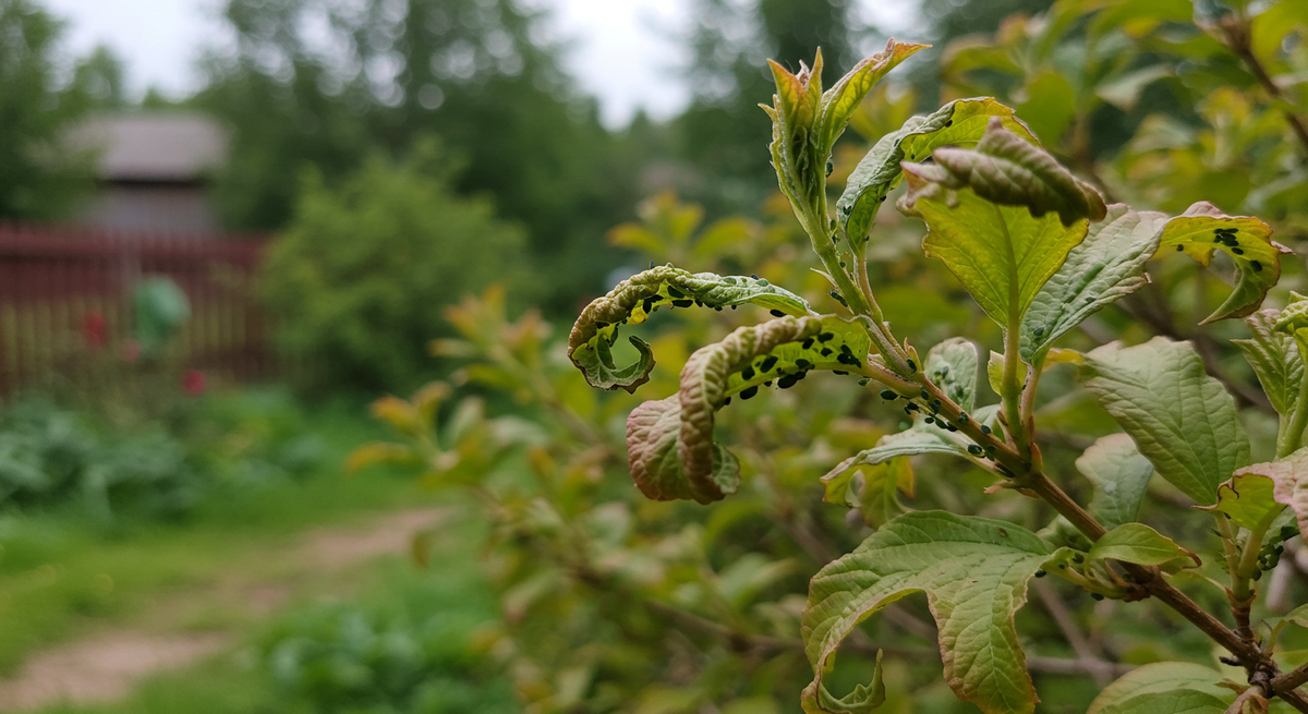 Весной листья и ветки калины  скрываются за слоем насекомых
