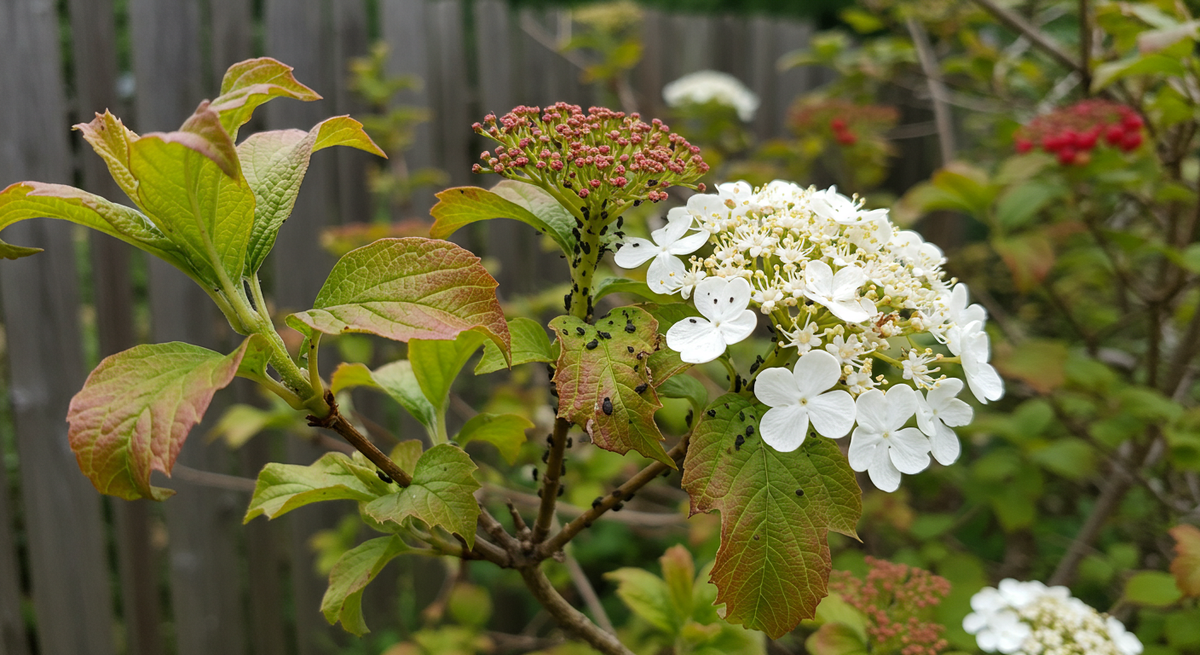 Калина - рекордсмен по привлечению тли