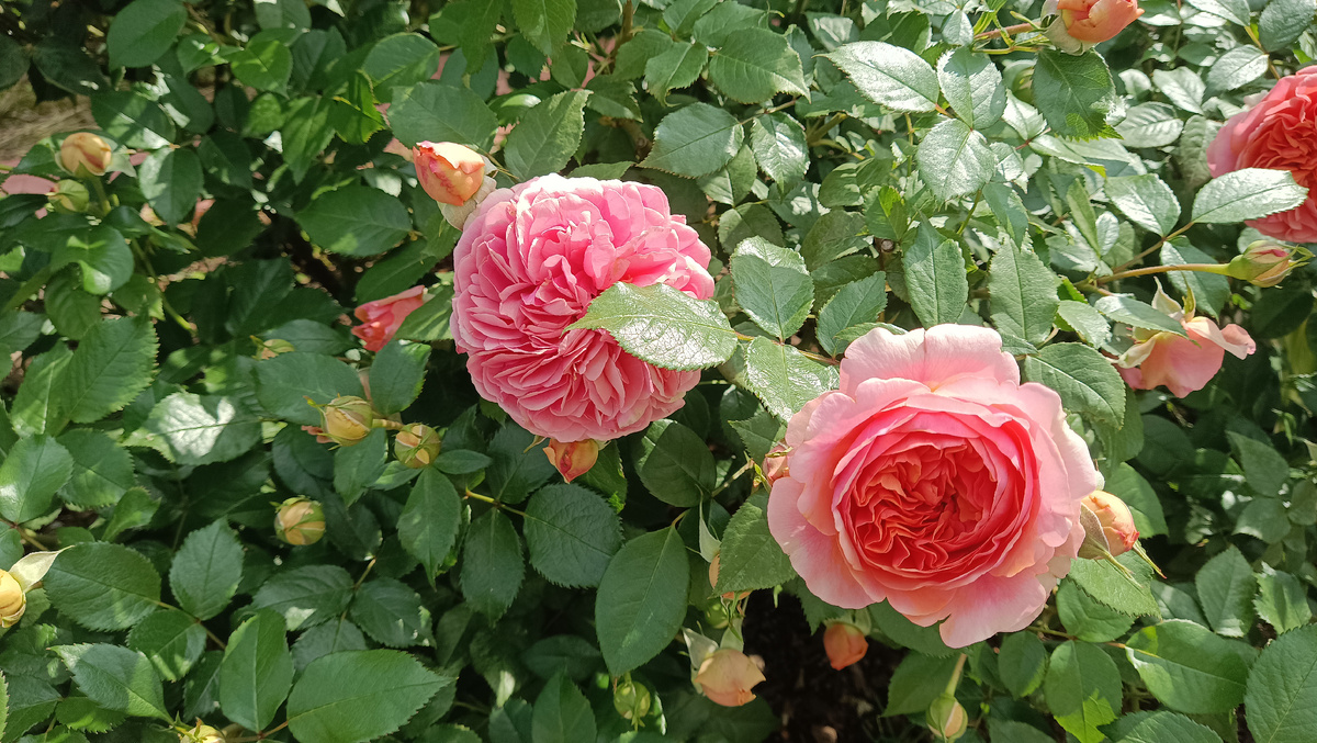 Чиппендейл начинает цветение. 2025