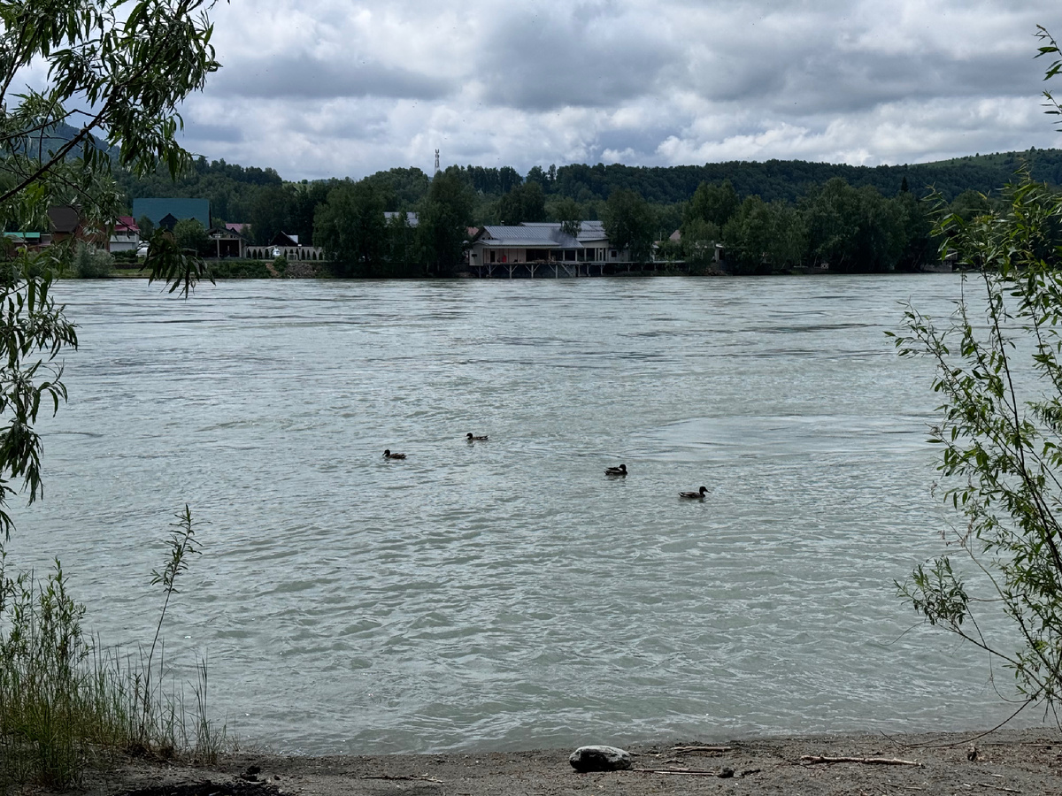 На берегу. Село Рыбалка . Плавают утки
