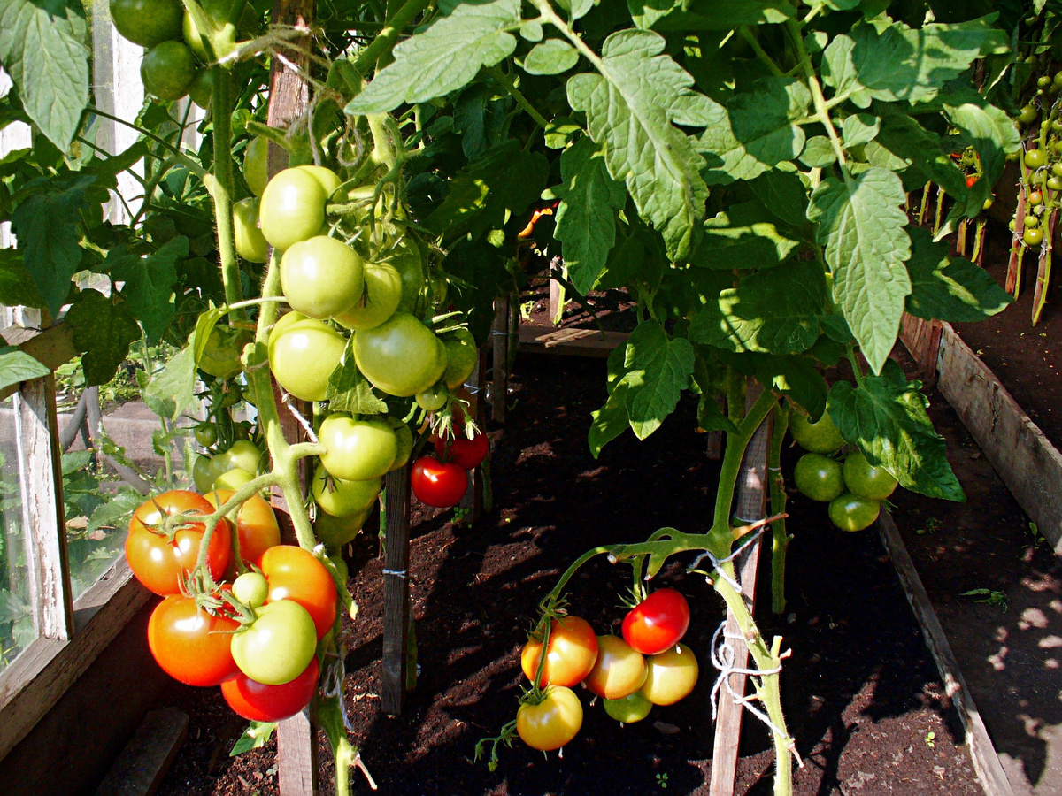 Томат Катя в теплице