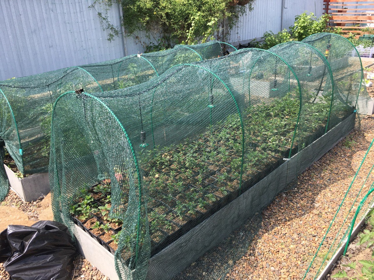 Тенёвка у меня в череночниках