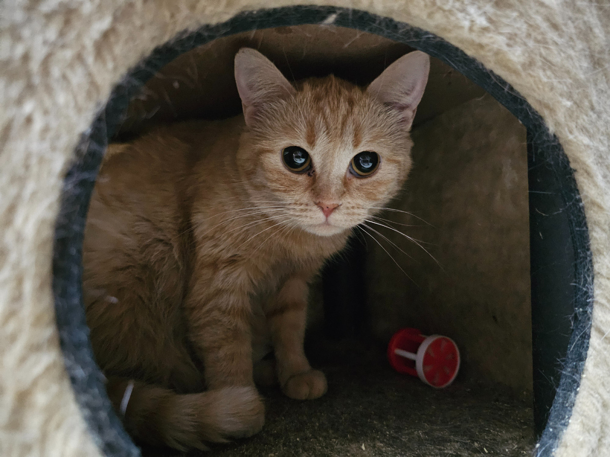 Фото автора. Ясиния наша.