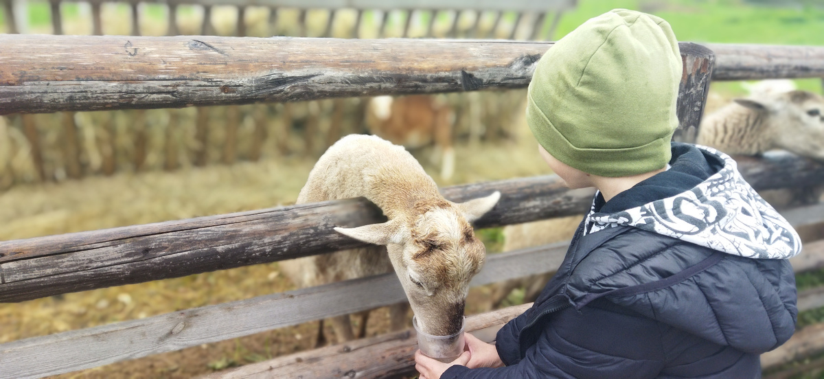 Помимо страусов на ферме есть и другие животные 