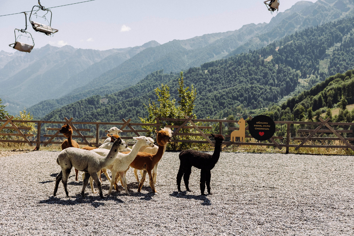 Парк Альпак «Пача Мама»