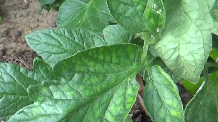 Победил бурую пятнистость томатов табачной шашкой в июне. Теплица стоит зеленая до октября без фунгицидов