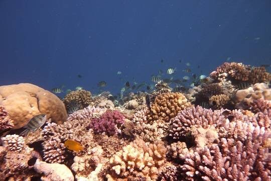    Закисление океанов достигло критического уровня и угрожает катастрофой морским экосистемам