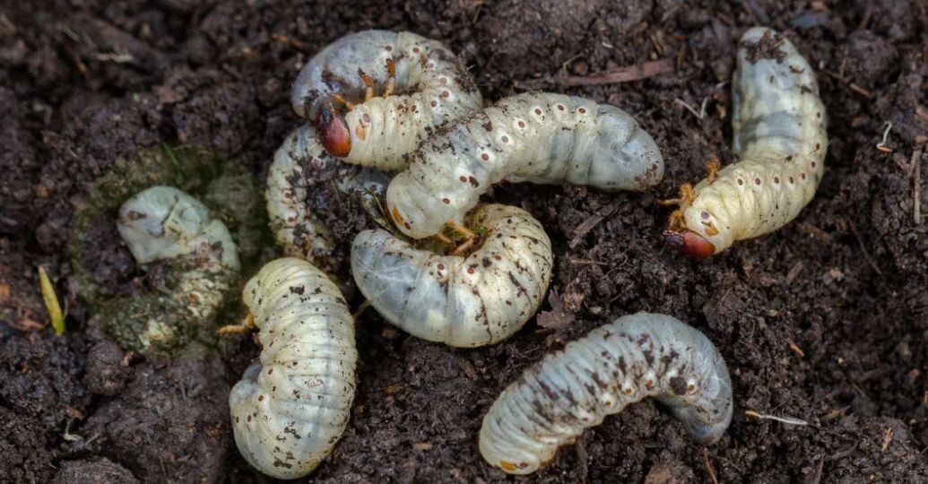 Не выкидывать же. Копаю огород и ловлю крупную рыбу. Какие рыбы клюют на личинку июньского жука. Как сажать и как ловить