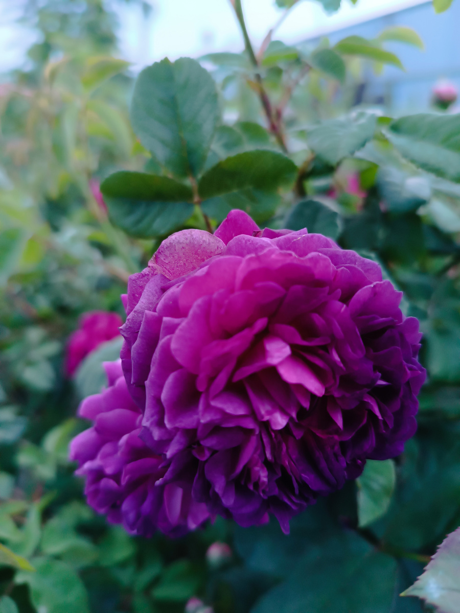 Кардинал Ришелье Cardinal de Richelieu. Гальская роза.