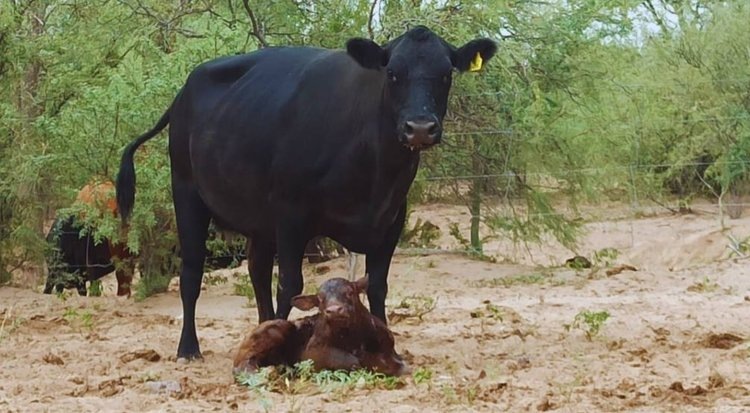    Синхронизацию эструса у коров продвигают в мясном животноводстве Аргентины