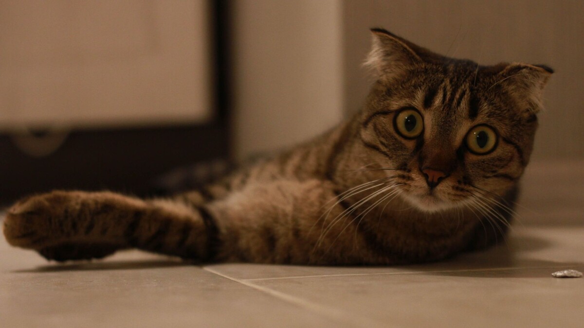     Источник: 1MI