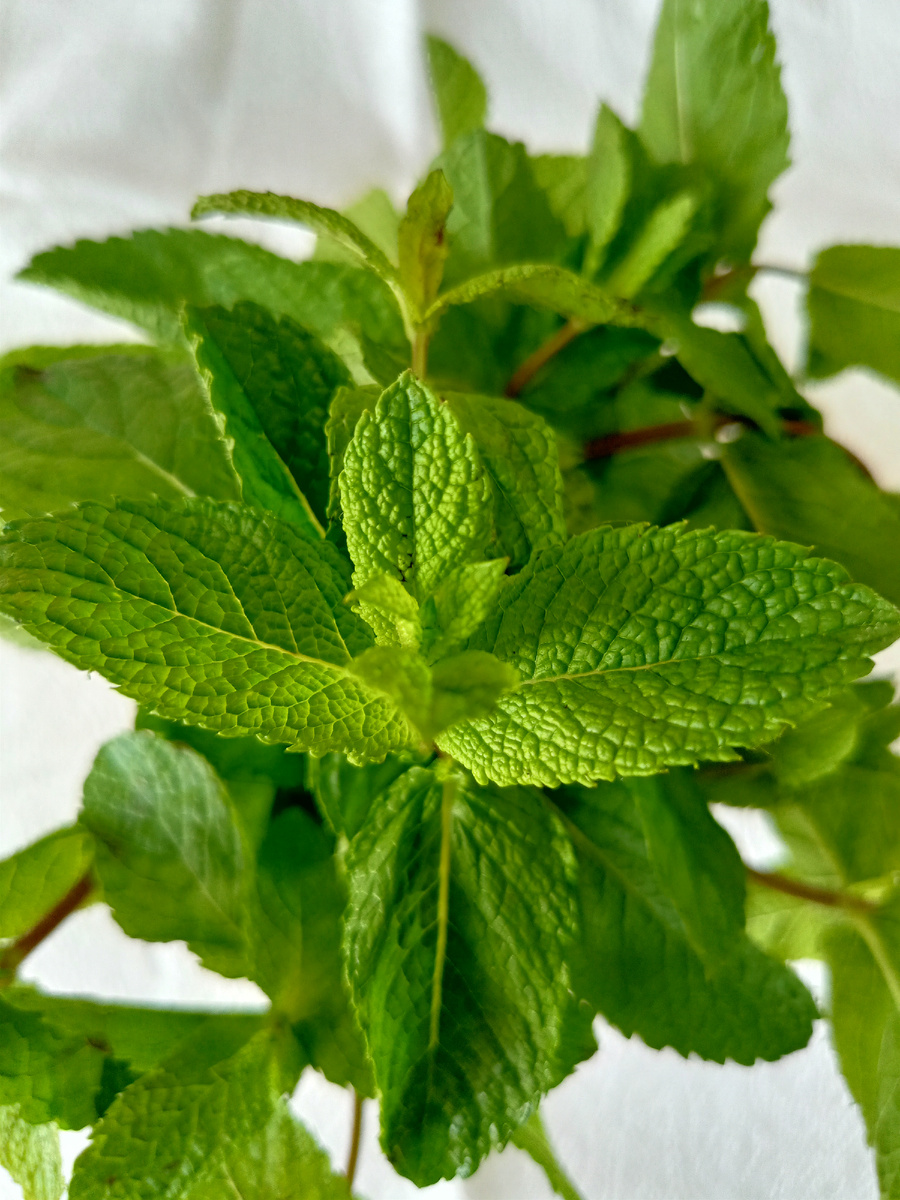 Та самая мята