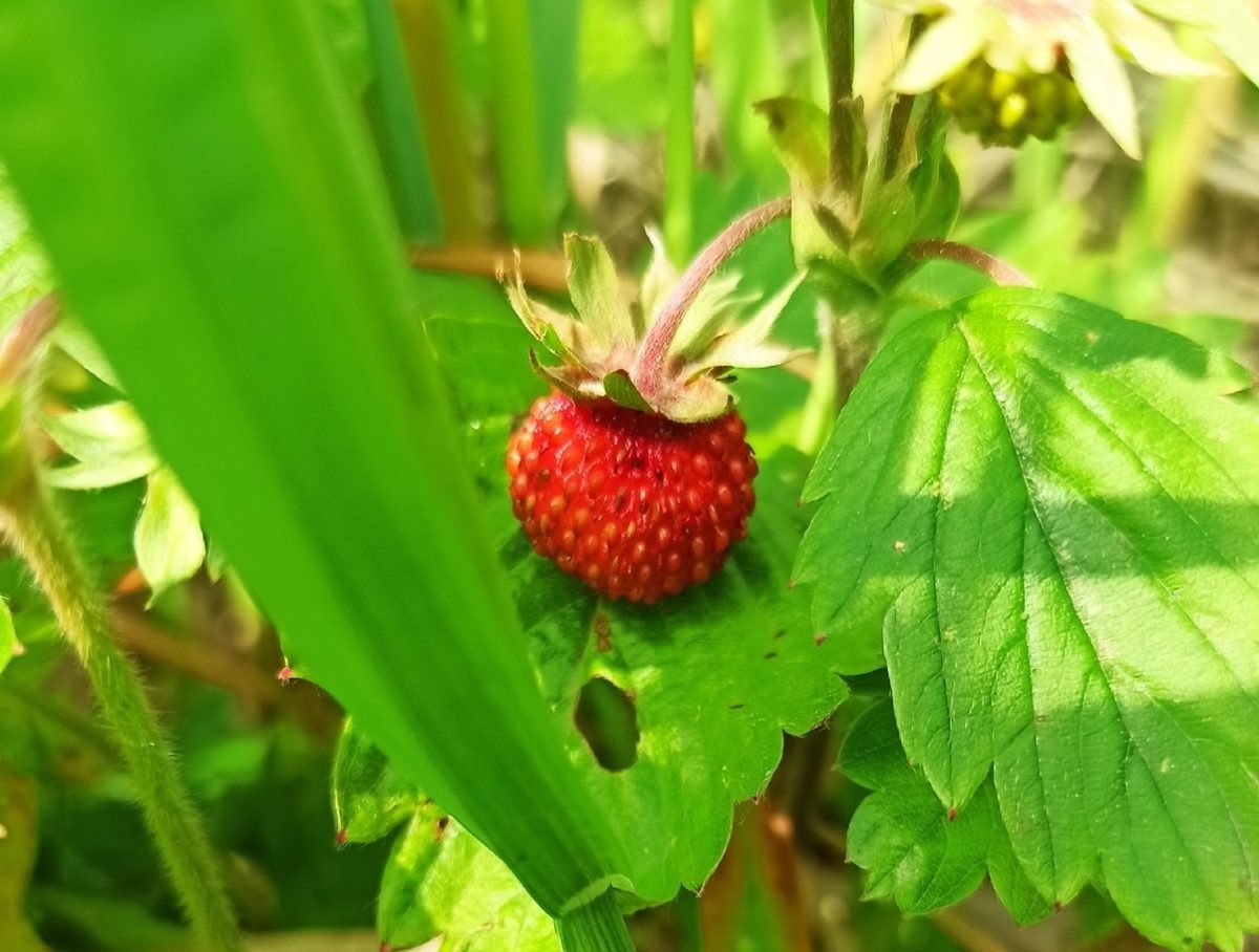    Первые лесные ягоды обнаружили 7 июня