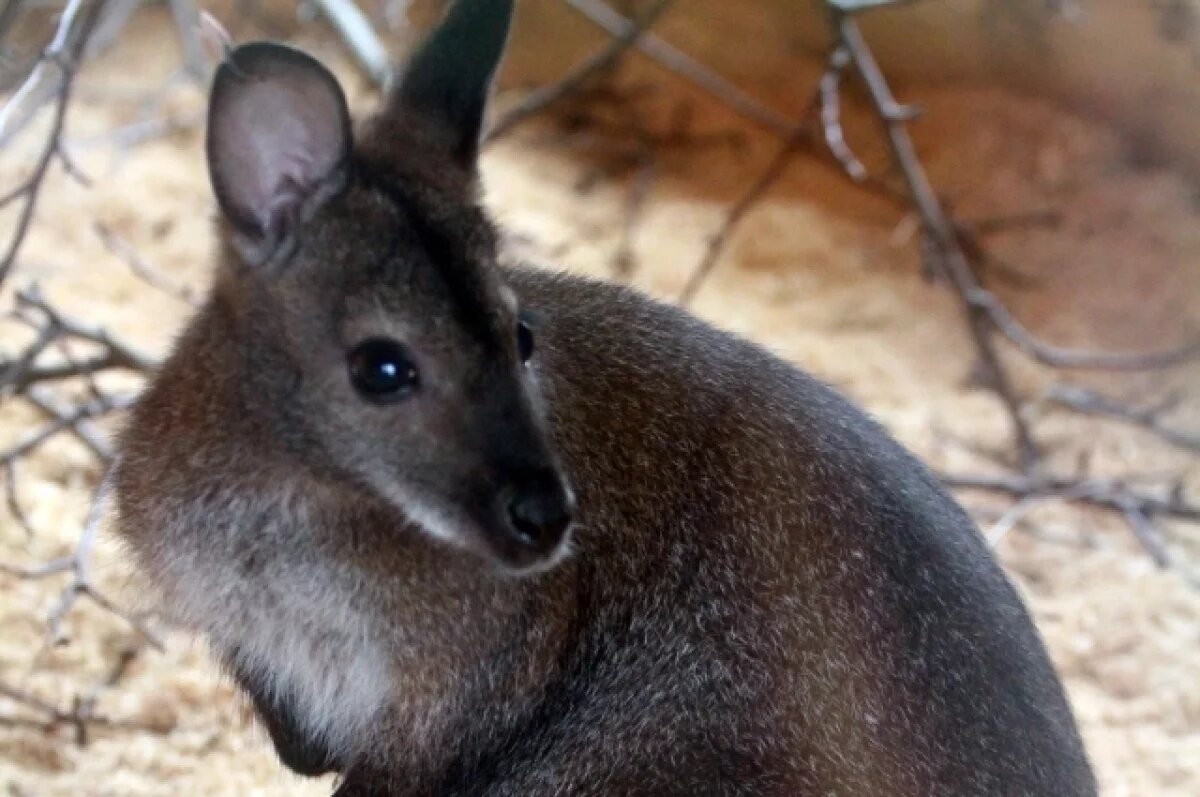    Серый кенгуру совершил побег с территории Южного парка птиц «Малинки»